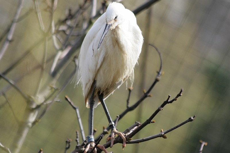 Fotoclubje Blijdorp 2008-149.jpg
